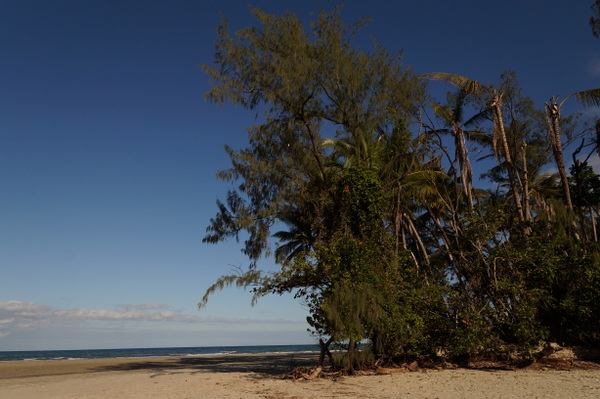 Palms on Myall beach