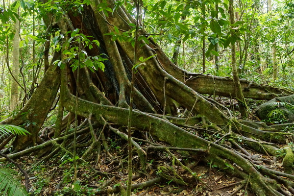 Tree roots at Mossman Gorge