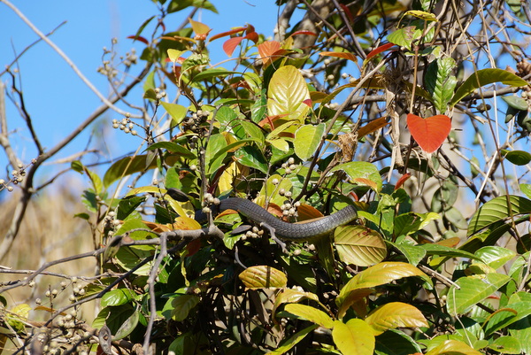 Tree snake on the Daintree River