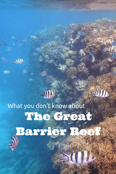 What no one tells you about the Great Barrier Reef • Pegs on the Line