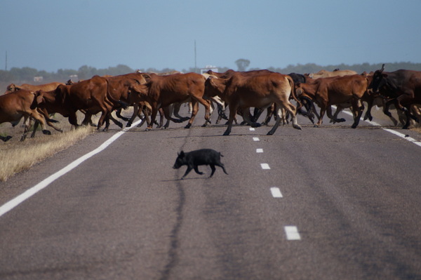 Wild pig crossing the road