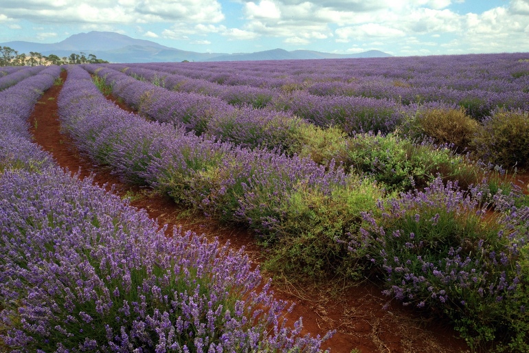 Bridestowe rows of lavender