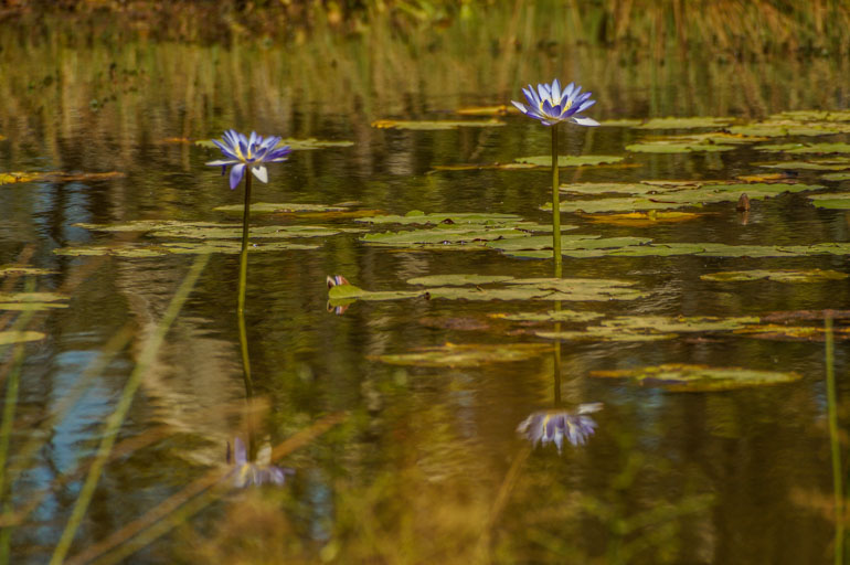 Lotus flowers - Rinyirru National Park