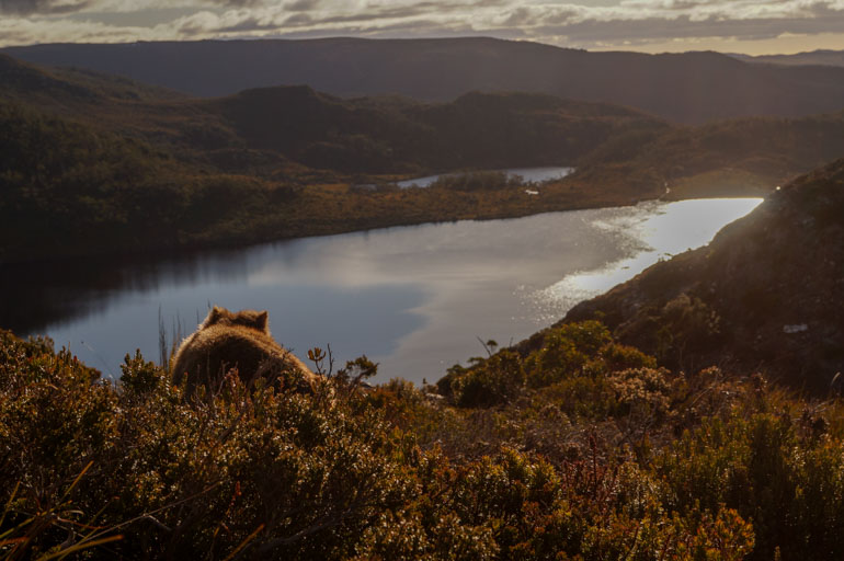 Wombat over Dove Lake, Cradle Mountain