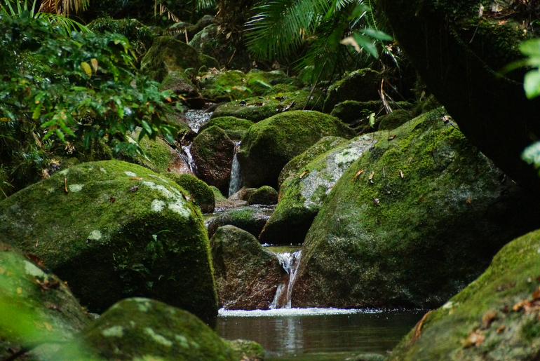 Cape York Peninsula -Waterfall at Mossman Gorge • Pegs on the Line