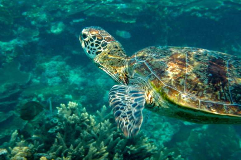 Turtle nesting and hatching on Lady Elliot Island • Pegs on the Line